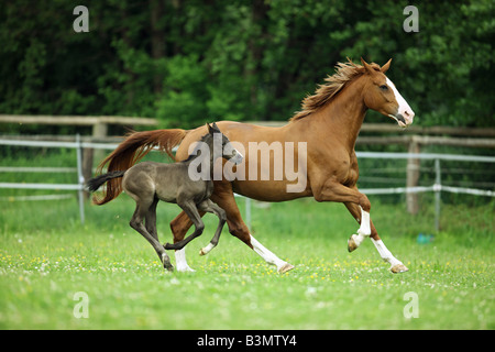 Warmblood austriaco. Chestnut mare con puledro al galoppo su un prato Foto Stock