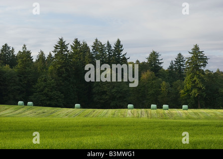 Fieno balle di insilato strettamente avvolte in plastica laici in una latteria agricoltore campo s township di Langley della Columbia britannica in Canada Foto Stock