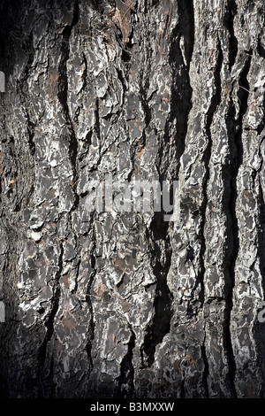 Dettaglio della corteccia di Pinus radiata o pino di Monterey a Isel Park Nelson Nuova Zelanda Foto Stock