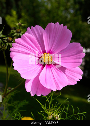 Bluehende Kosmee, Schmuckkoerbchen, close up cosmea Foto Stock