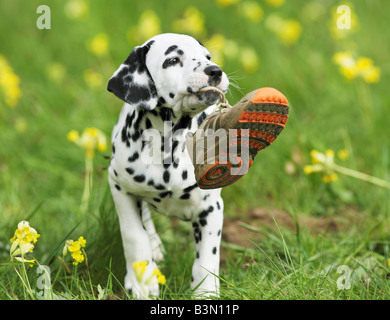 Cattiva abitudine: dalmata cucciolo di cane con scarpa in volata Foto Stock