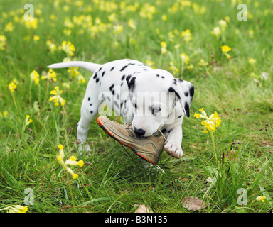 Cattiva abitudine: dalmata cucciolo di cane con scarpa in volata / Foto Stock