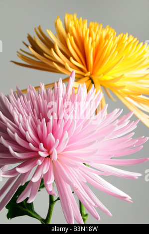 Dettaglio della citta' Crisantemi fiori in rosa e giallo Foto Stock