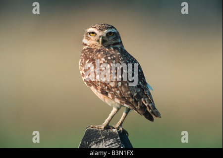 Scavando Owl Athene cunicularia adulto su post Pantanal Brasile America del Sud Foto Stock