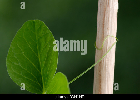 Pianta di pisello Pisum sativum viticcio cresce fuori e bobine intorno vicino ad un palo di legno Foto Stock