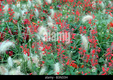 Omaggio COMUNALE IMPIANTI A AMBOISE VALLE DELLA LOIRA UTILIZZANDO PENNISETUM VILLOSUM NICOTIANA x sanderae Piante e salvia COCCINEA Foto Stock