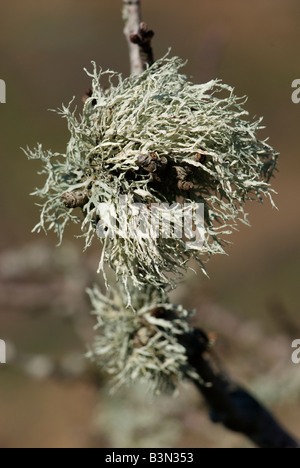 Un foliose lichen (Ramalina sp.) che cresce su un prugnolo / Sloe tree (Prunus spinosa in una posizione spazzate dal vento. Foto Stock