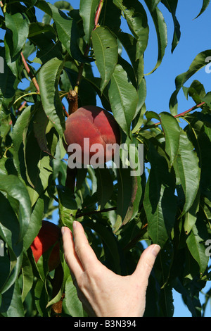 Peach Orchard Western Michigan STATI UNITI Foto Stock