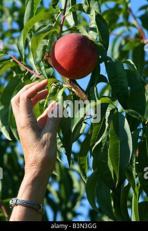 Il prelievo delle nettarine Orchard Western Michigan STATI UNITI Foto Stock