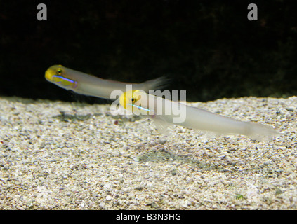 Jawfish perla Opistognathus aurifrons Aka ganascia di perla pesce o Yellowheaded Jawfish, Tropicale Atlantico occidentale Foto Stock