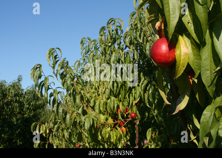 Le nettarine Orchard Western Michigan STATI UNITI Foto Stock