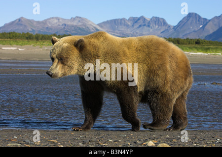 Orso grizzly Ursus arctos femmina camminando lungo il litorale con sfondo di montagne in Hallo Bay, Alaska nel mese di settembre. Foto Stock