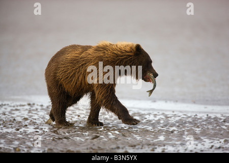 Un marrone o Orso grizzly con un pesce di lago Clark parco nazionale di Alaska Foto Stock