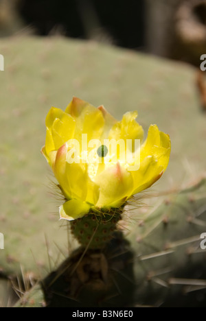 Fioritura di piante di cactus nel giardino botanico o Jardi Botanic in Valencia Spagna Foto Stock