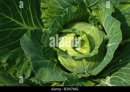 testa di cavolo Foto Stock
