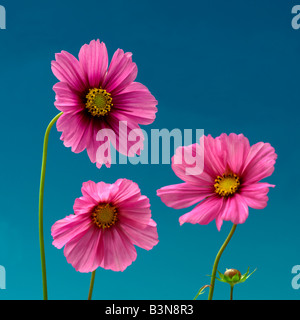 Tre fiori di colore rosa su sky sfondo blu Foto Stock