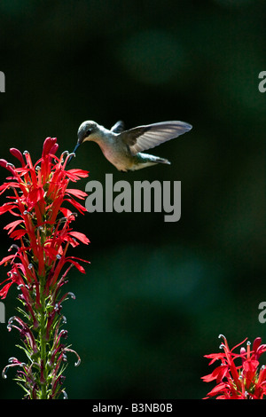 Ruby-throated Hummingbird hovering vicino a fiori di colore rosso Foto Stock