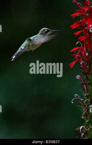 Ruby throated Hummingbird hovering vicino al rosso cardinale fiori Foto Stock