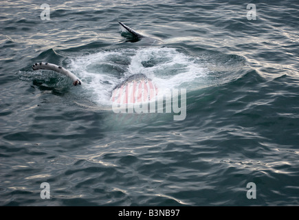 Humpback Whale (Megaptera novaeangliae) alimentazione, Faxafloi Bay, Islanda Foto Stock