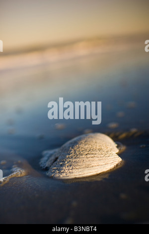 White conchiglia di mare sulla spiaggia con onde che si infrangono contro la costa atlantica a Cape Henlopen State Park, Delaware, Stati Uniti d'America. Foto Stock