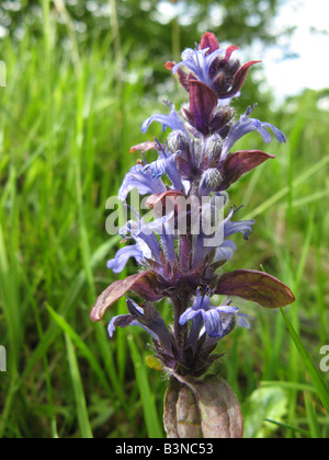 BUGLE Ajuga reptans è un membro della famiglia di ortica Foto Stock