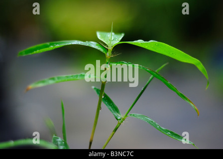 Primo piano di foglie di bambù Phyllostachys aurea Foto Stock