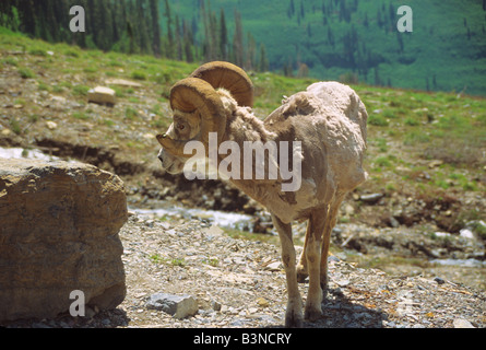 Long Horn ovini, il Parco Nazionale di Glacier, Montana, USA, America del nord montagne rocciose rocce capannone di pietra di pelle marrone verde della fauna Foto Stock