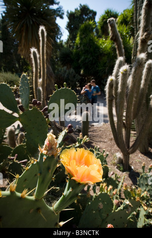 Fioritura di piante di cactus nel giardino botanico o Jardi Botanic in Valencia Spagna Foto Stock