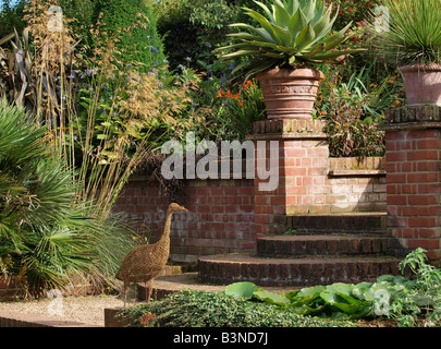 Passi verso il basso nel giardino irrecuperabili east ruston old vicarage giardino norfolk Foto Stock