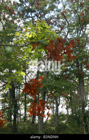 Danni ad albero di quercia rossa a causa della covata XIV cicale in Falmouth, Massachusetts. Foto Stock