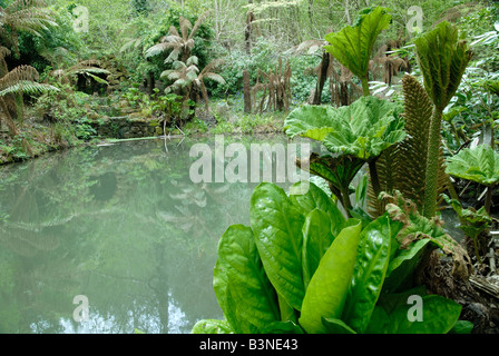 Un laghetto nel bosco incantato, Groombridge Place, Kent Foto Stock