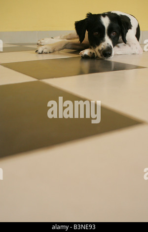 Bianco e nero cane su un pavimento a scacchi Foto Stock