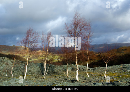 Paesaggio lacustre con inverno alberi a Hodge ha vicina cava di ardesia cumbria con le nuvole Foto Stock