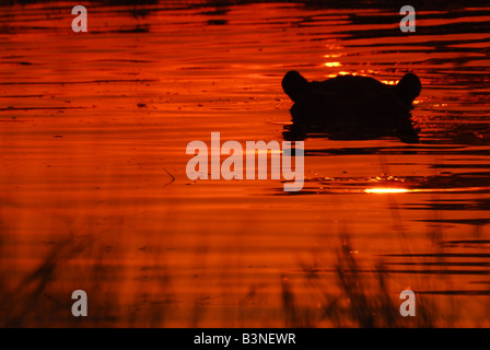 Hippo silhoute in laguna. Ora del tramonto. Foto Stock