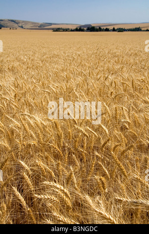 Campo di grano maturo vicino a Milton Freewater Oregon Foto Stock