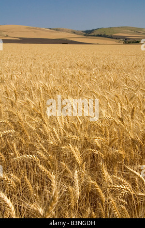 Campo di grano maturo vicino a Milton Freewater Oregon Foto Stock