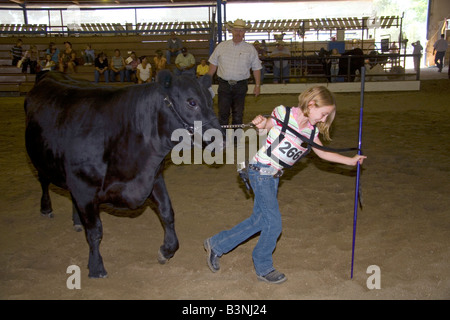 Ragazza che mostra un Black Angus Cow ha sollevato per un 4 H giudice presso la Western Idaho Fair a Boise Idaho Foto Stock