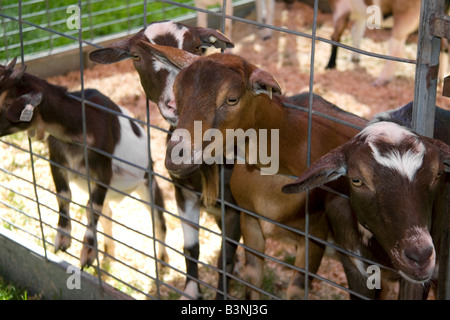 Caprini in mostra presso la Western Idaho Fair a Boise Idaho Foto Stock