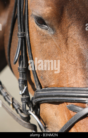 Testa di Cavallo - close up Foto Stock