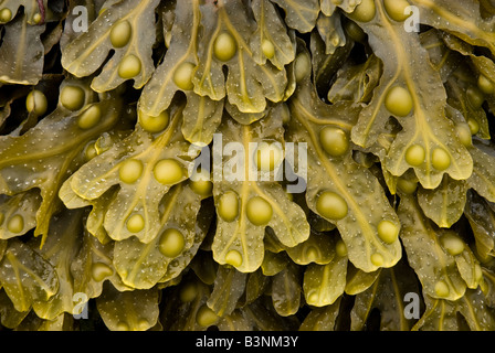 Wrack della vescica (Fucus vesiculosus) Foto Stock