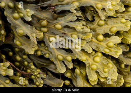 Wrack della vescica (Fucus vesiculosus) Foto Stock