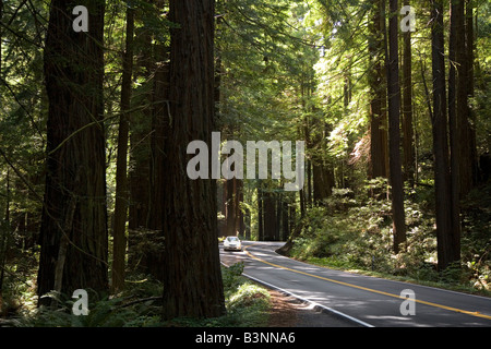 Navarro California California Highway 128 scorre attraverso un boschetto di alberi di sequoia Foto Stock