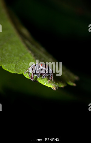 Jumping spider (Famiglia Salticidae), sulla lamina del Nuovo Galles del Sud, Australia mostra grandi occhi. Foto Stock