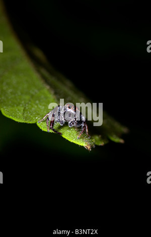 Jumping spider (Famiglia Salticidae), sulla lamina del Nuovo Galles del Sud, Australia mostra grandi occhi. Foto Stock