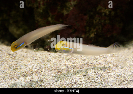 Jawfish perla Opistognathus aurifrons Aka ganascia di perla pesce o Yellowheaded Jawfish, Tropicale Atlantico occidentale Foto Stock