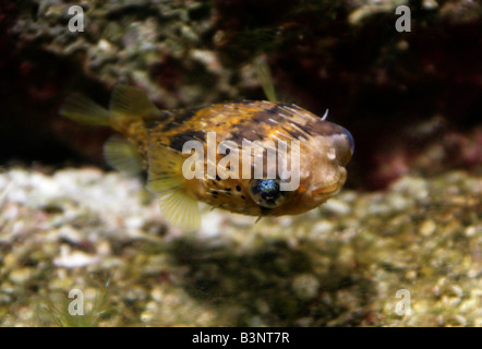 Porcupine Puffer fish, Diodon holocanthus aka lungo la colonna vertebrale o Porcupinefish Porcupinefish palloncino Foto Stock