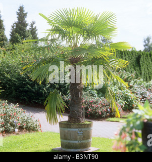 Il mulino a vento cinese palm in pot / trachycarpus fortunei Foto Stock