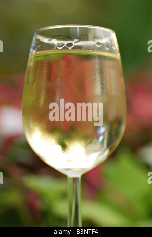 Bicchiere di vino bianco in un giardino tropicale Foto Stock