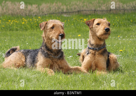 Due Airedale Terrier - sdraiato sul prato Foto Stock