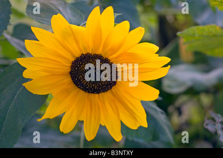 Bellissimo il girasole in giardino. Foto Stock